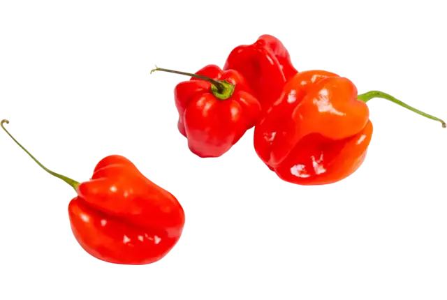 Madame jeanet pepers rood 100gr kist 8 stuks